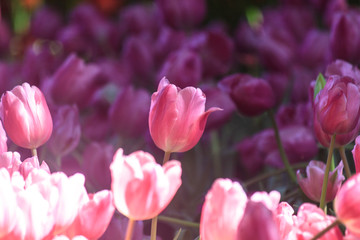 Fototapeta premium Pink tulips are blooming in the morning with warm light.