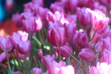 Purple tulips are blooming in the field.