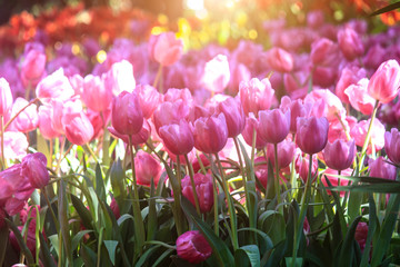 Purple tulips are blooming in the field.