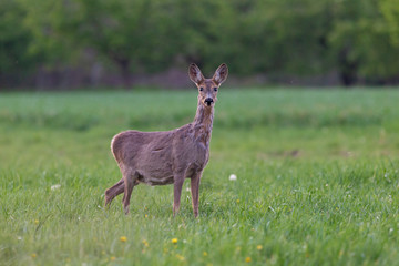The European roe deer (Capreolus capreolus), also known as the western roe deer, chevreuil, is a species of deer. Female European roe deer at the time of moulting amidst a clearing.
