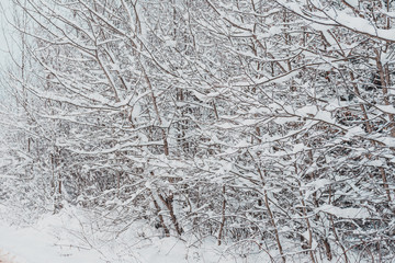 Snow-covered tree branches in the Carpathian forest.