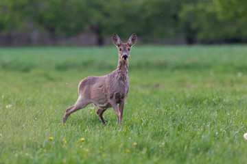 The European roe deer (Capreolus capreolus), also known as the western roe deer, chevreuil, is a species of deer. Female European roe deer at the time of moulting amidst a clearing.