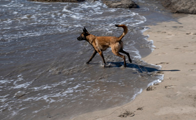 Dog playing in the surf on the coast of Adeje Tenerife Spain