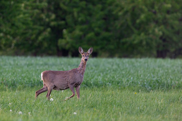The European roe deer (Capreolus capreolus), also known as the western roe deer, chevreuil, is a species of deer. Female European roe deer at the time of moulting amidst a clearing.