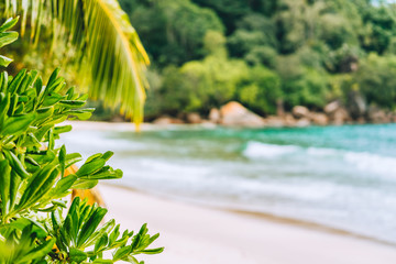 Holiday vacation background. Exotic blurred paradise beach and lush green foliage in foreground