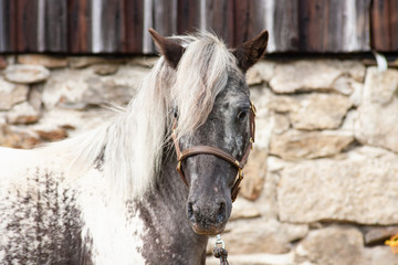 shetland pony hengst kopfportrait mit lederzaumzeug