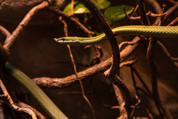 Culebra verde áspera norteña