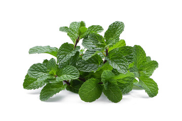 Fresh peppermint isolated on white background. Peppermint trees for peppermint flavor product © pum659