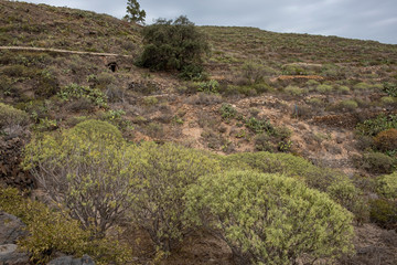 Fototapeta na wymiar Footpath on hillside near Arona Tenerife, Spain