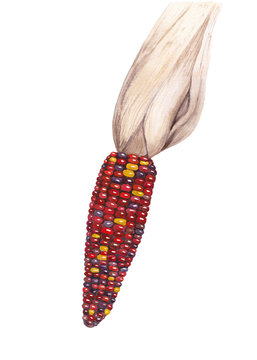 Red corn cob. Realistic botanical illustration of Zea mays plant. Colorful watercolor. Aquarelle technique. Watercolour painting. Hand drawn illustration.Vegetable Clipart isolated on white background