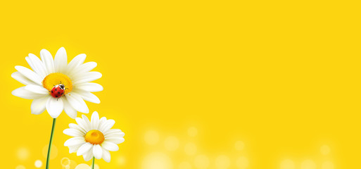 modern beautiful daisy ladybug on yellow background  © Ahmet  Aglamaz