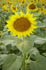 A blooming sunflower