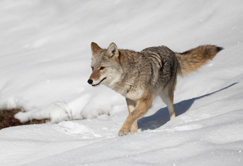 A lone coyote (Canis latrans) walking and hunting in the winter snow