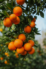 Orange in A TREE