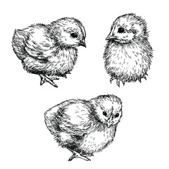 Sketch Cute chick. Hand drawn graphic illustration of little bird, chicken. Ink drawing.