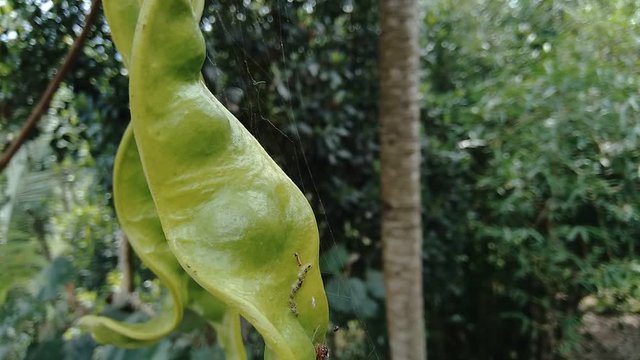 Sato seeds, Parkia speciosa seeds or bitter bean on the tree. it also known as pete or petai.
