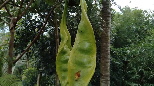 Sato seeds, Parkia speciosa seeds or bitter bean on the tree. it also known as pete or petai.