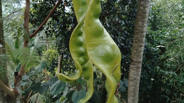 Sato seeds, Parkia speciosa seeds or bitter bean on the tree. it also known as pete or petai.