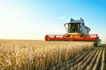 Combine harvester harvests ripe wheat. Ripe ears of gold field on the sunset cloudy orange sky background. . Concept of a rich harvest. Agriculture image - obrazy, fototapety, plakaty