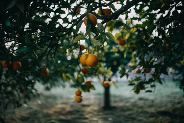 Orange in A TREE