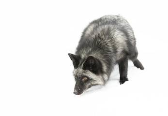 Silver fox (Vulpes vulpes) a melanistic form of the red fox isolated on white background hunting in the snow 
