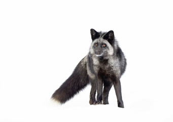 Silver fox (Vulpes vulpes) a melanistic form of the red fox isolated on white background standing in the snow 