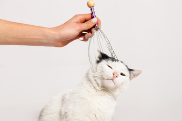 Combing, scratching a black and white cat on a white background. Pet care.