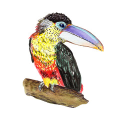 Cute watercolor hand drawn illustration of flowers and birds isolated on a white background, for Valentine's Day greeting card, wedding card, romantic prints and scrapbooking.