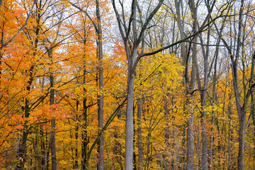 Fototapeta premium Orange Fall colors