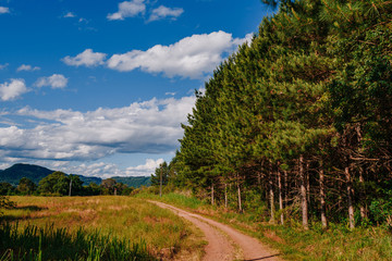 Fototapeta na wymiar inland road with pine trees around