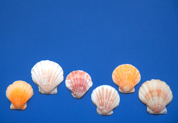 Seashells on a blue background. Marine subjects. Flat lay