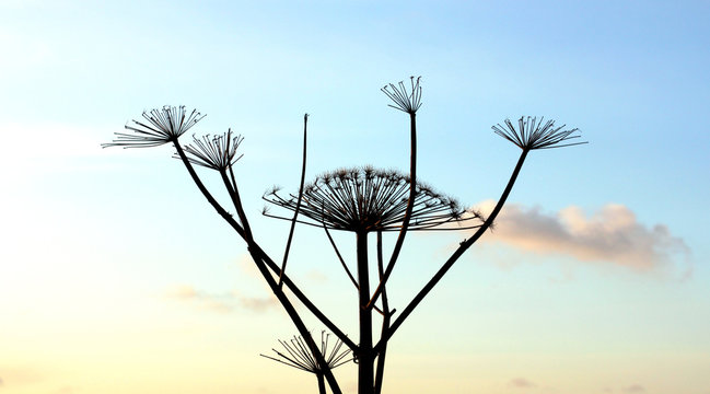 Dry flower stems of a dangerous plant Sosnovsky hogweed (Heracl&eacute;um sosnowskyi) against the blue sky during the setting sun