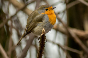 Robin bird sitting wildlife rubecula