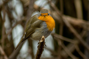 Robin bird sitting wildlife rubecula