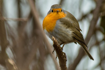 Robin bird sitting wildlife rubecula