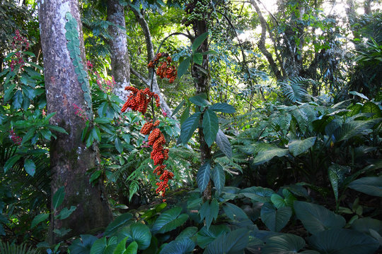 Fruit Tree In Secondary Forest Of Costa Rica