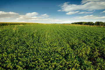 Fototapeta na wymiar Soybean Field, agricultural landscape