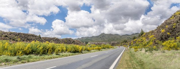 blossoming broom shrubs on highway 5 edge in green hilly countryside , near Waipunga, Hawkes Bay,...