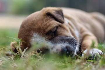 dog lying on grass