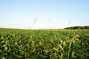 Green ripening soybean field