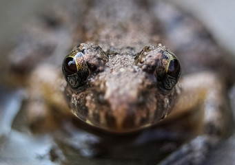 frog in pond