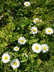 flowery meadow with daisies