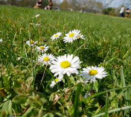 flowery meadow with daisies