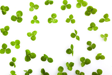 Green leaf clover on white. Saint patrick day. Celtic celebration. Party invitation poster.