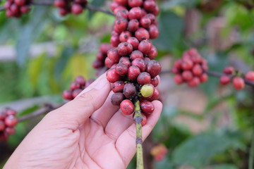 Fresh coffee beans from the coffee tree in hand with blur green leaf background