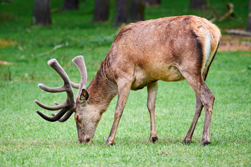Red Deer Male on Meadow