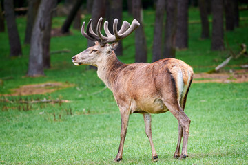 Red Deer Male Near Forest