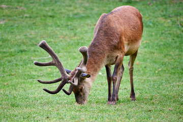 Red Deer Male on Meadow
