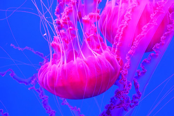 Amazing medusas swims underwater