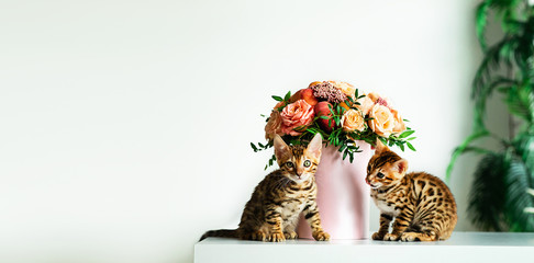 Bengal kittens sitting on white table in interiour